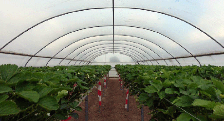 Erdbeeranbau Gewächshaus