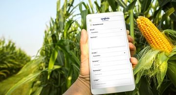 Mobile phone corn field