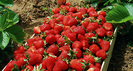 Erdbeeren in Kiste in Feld