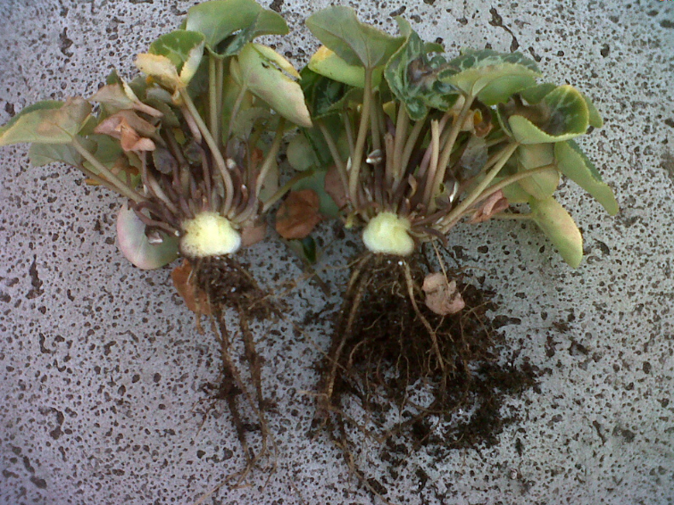 phytophthorapythium