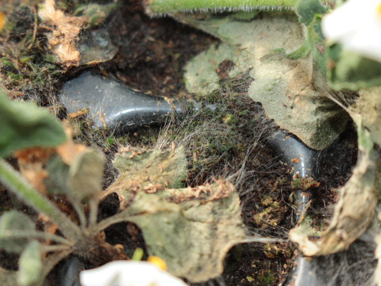 rhizoctonia solani