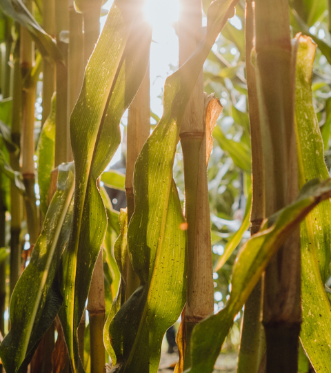 Sonnenlicht zwischen hohen Maispflanzen auf einem Feld