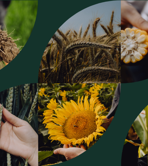 Ökologisches Saatgut von Syngenta Collage aus Naturfotos: Enten, Schilf, Wasser, Hände mit Blättern und gelbe Blüten.