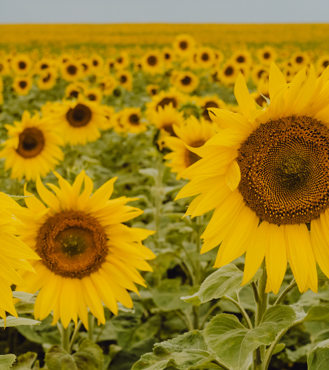 Sonnenblumen von Syngenta Panoramafoto eines Sonnenblumenfelds unter blauem Himmel