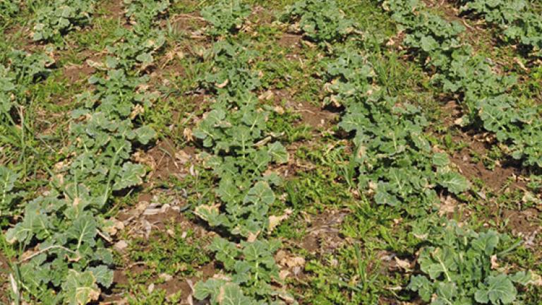 Syngenta Colzor Trio Wirkung Vorher