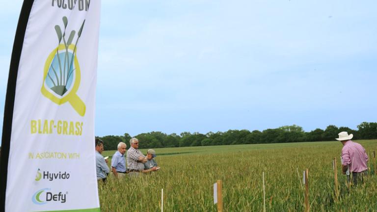 Syngenta Fokuswoche Ackerfuchsschwanz