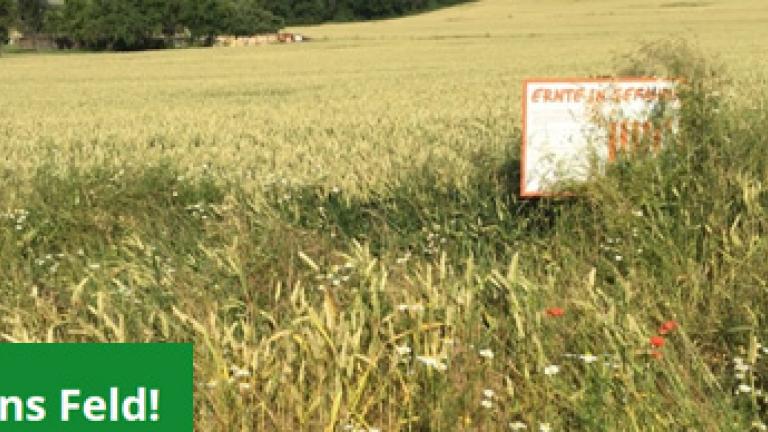 IVA: Schau ins Feld