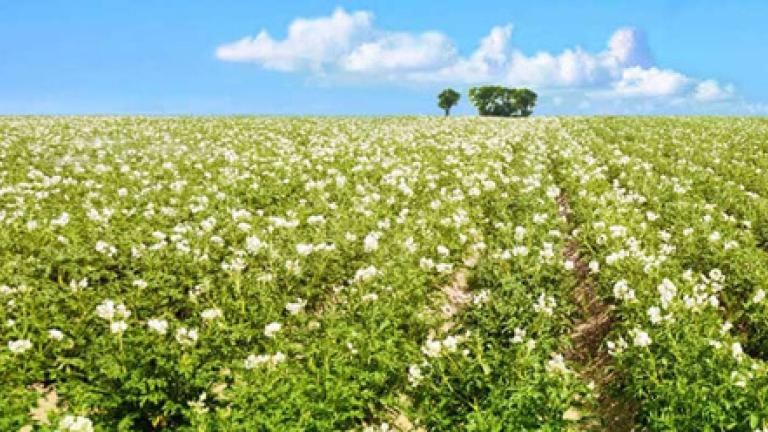 Kartoffelexperten Syngenta