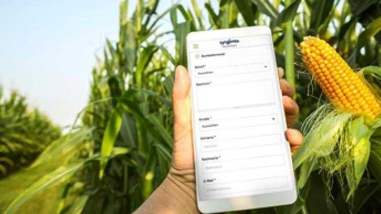 Mobile phone corn field