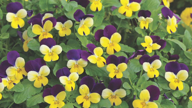 Zierpflanze Endurio Yellow with Purple Wing