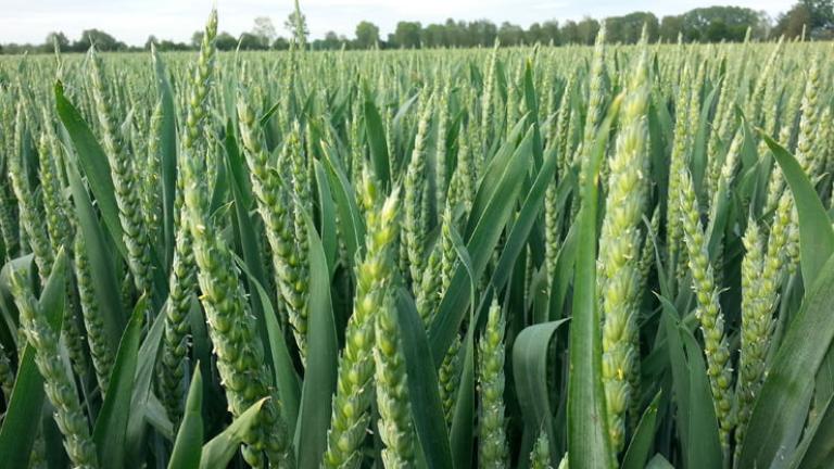 Weizen Feld