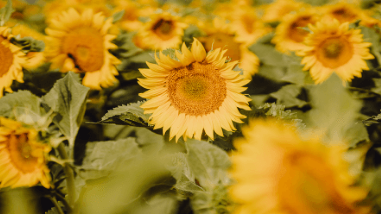 Sonnenblumenfeld