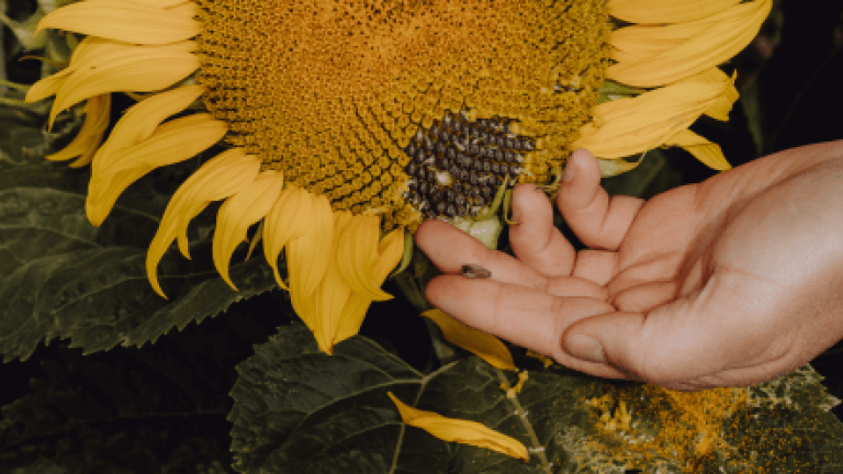 Sonnenblume