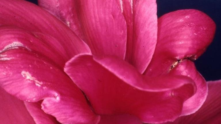cyclamen-frankliniella_occ.-neu-2-1904.jpg