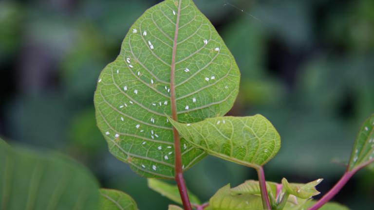 Poinsettienkultur