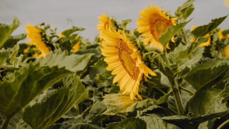SY Belasko Sonnenblume