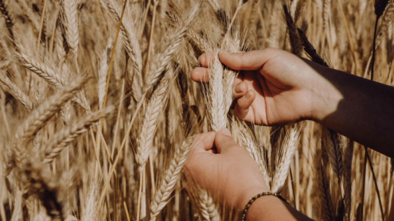 Wintertriticale