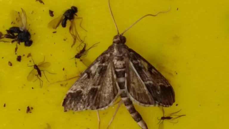 Duponchelia fovealis