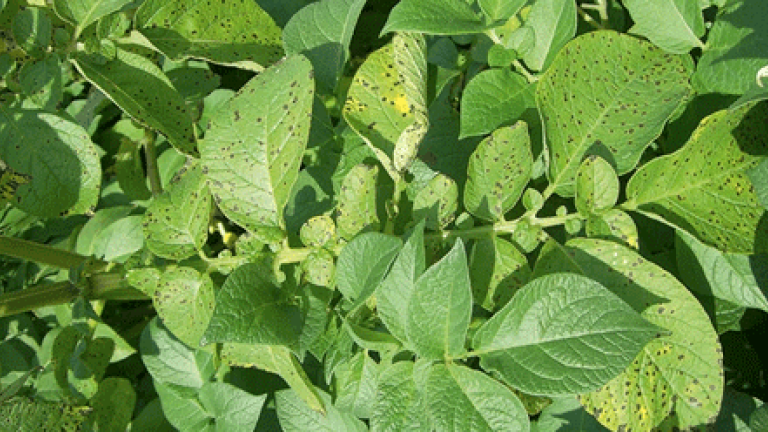 Alternaria
