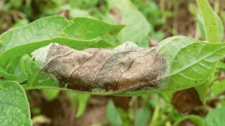 Phytophthora am Blatt