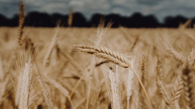 Lombardo Triticale