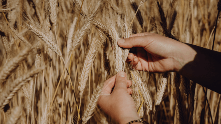Lumaco Triticale