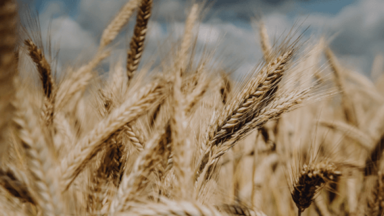 Promiso Triticale