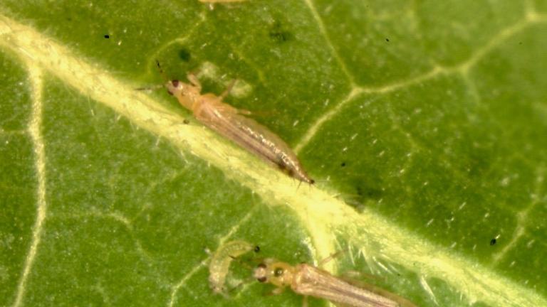 frankliniella_occidentalis