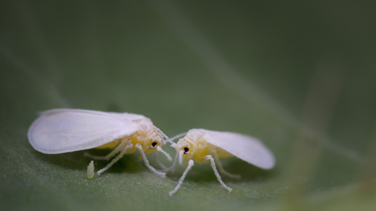 weisse_fliege