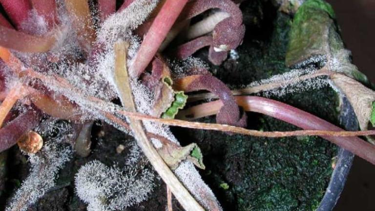 Botrytis