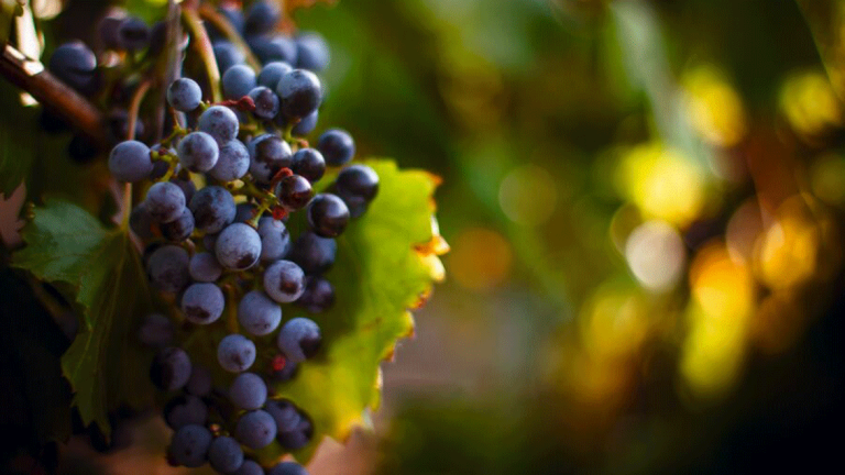 Weinrebe
