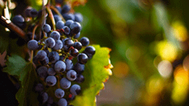 Wein