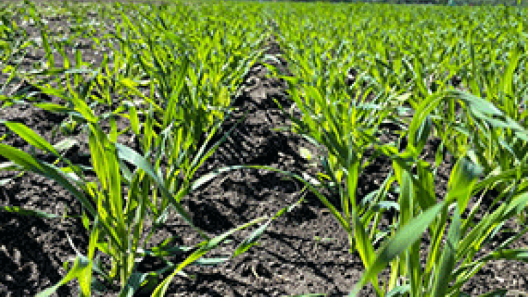getreide-feld-285x214.png