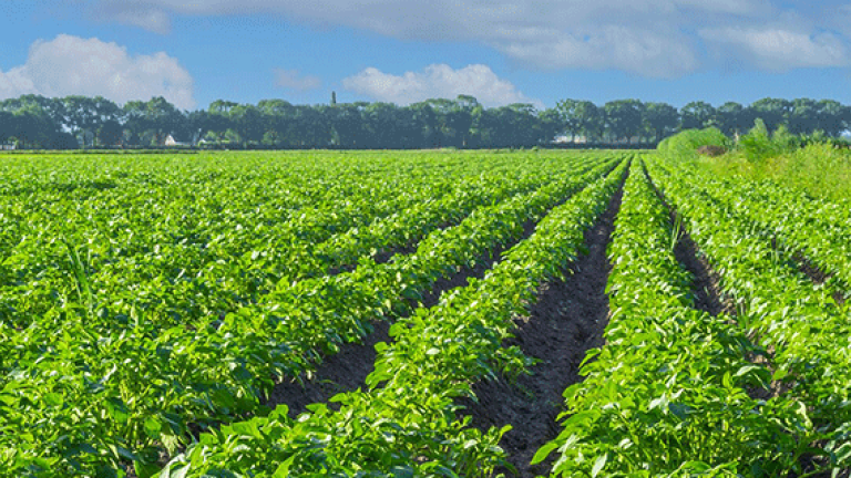 Phytophthora Modell Weihenstephan