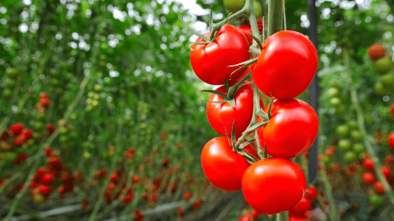 Tomaten im Gewächshaus
