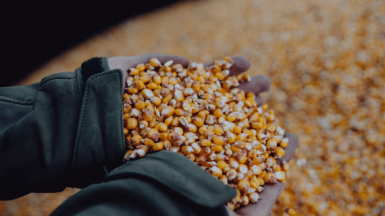 Körnermais Sorten von Syngenta