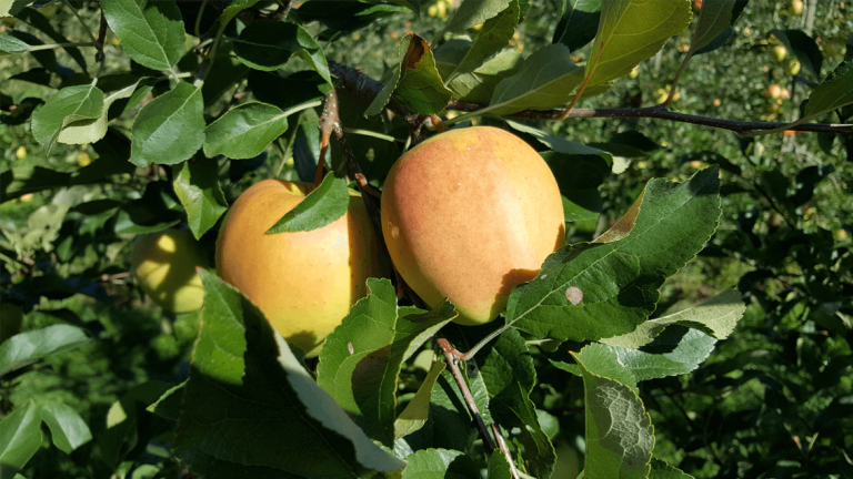Apfel