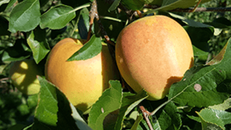 Apfel