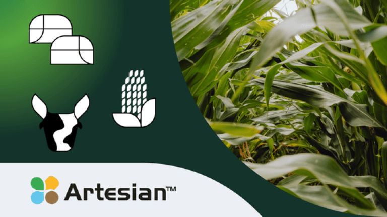 Maissorte Artesian, Biogasmais, Silomais, Körnermais