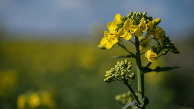 Rapsblüte