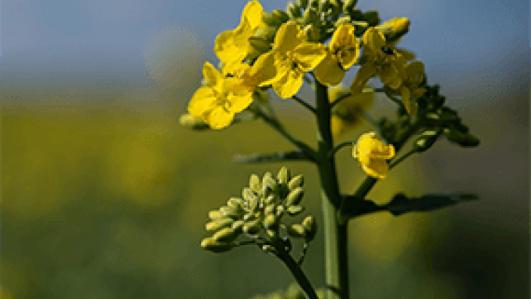 Rapsblüte