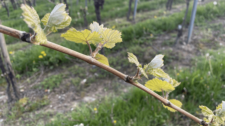 Wein - junge Blätter