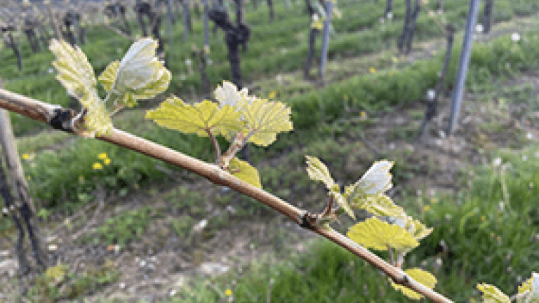 Wein - junge Blätter