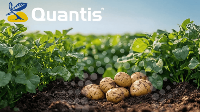 Quantis - Kartoffeln im Feld