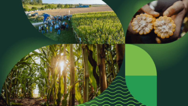 Maisfeldtage der Syngenta Seeds