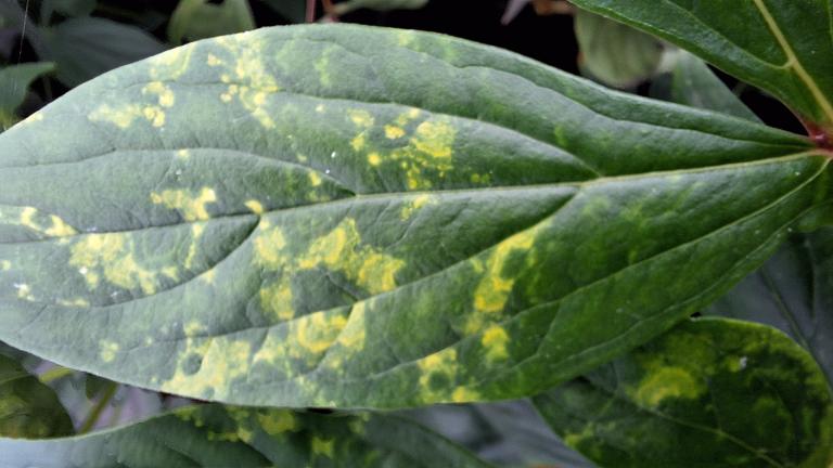 Grünes Blatt mit gelben Flecken und Adern, Nahaufnahme im Garten