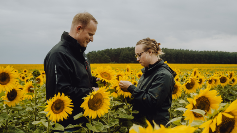 Zwei Personen in dunklen Jacken stehen in einem Sonnenblumenfeld, bewölkter Himmel.
