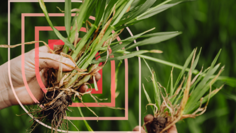 Hände teilen Grasbüschel mit Wurzeln im grünen Garten, Fokus auf Pflanzen