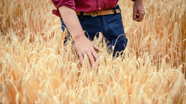 Hand streift durch goldenes Getreidefeld; Person in rotem Hemd und Jeans.