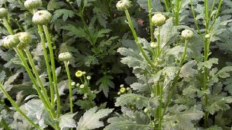 Grüne Pflanzen mit vielen kleinen weißen Blütenknospen im Garten